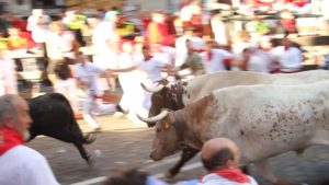 steer on bull route during running of the bulls